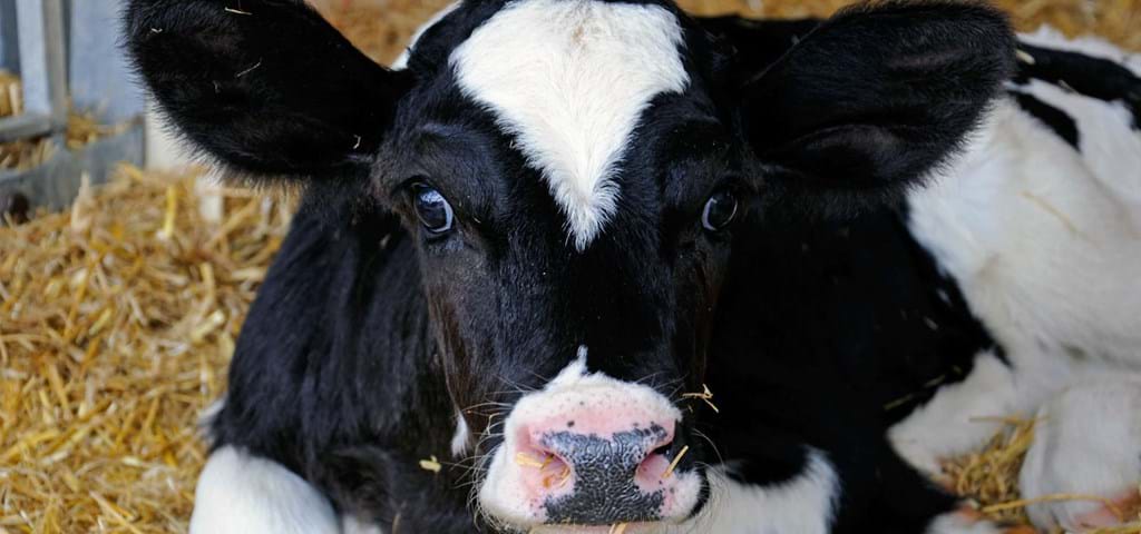 SKIOLD calf in straw