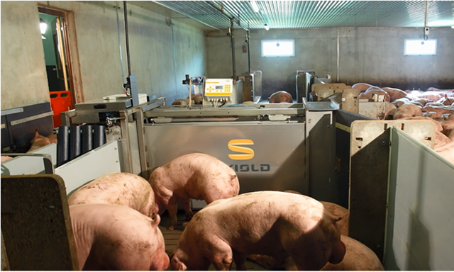 SKIOLD Automatic Pig Sorting Station